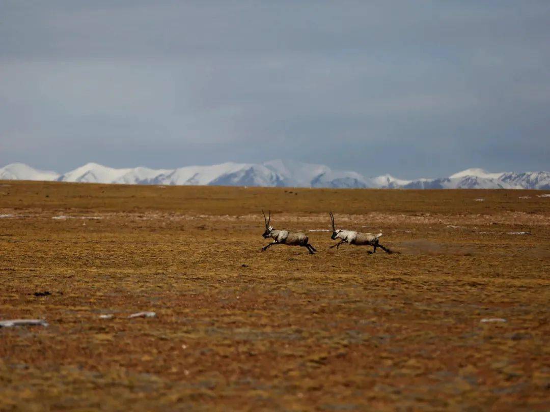 沙图什回归杀戮依然存在愿藏羚羊与我们同在