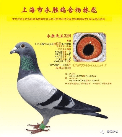 上海永胜鸽系起源图片