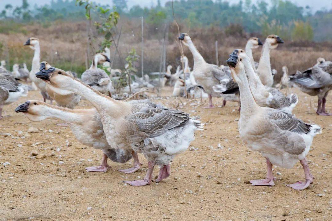 这里养殖的 狮头鹅