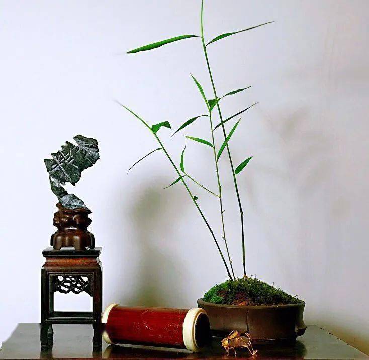 中式极品雅竹超美超有意境