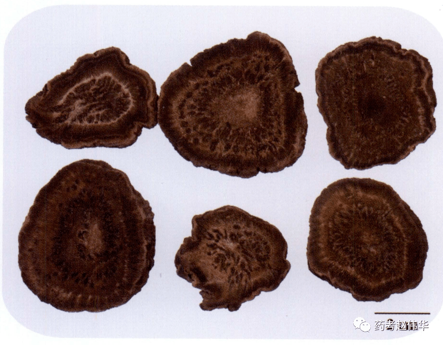 嚼之粘牙有沙粒,热结便秘用之灵.大黄短截圆柱形,锦纹星点特鲜明,大黄