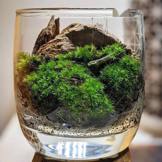 苔藓微景观作品欣赏