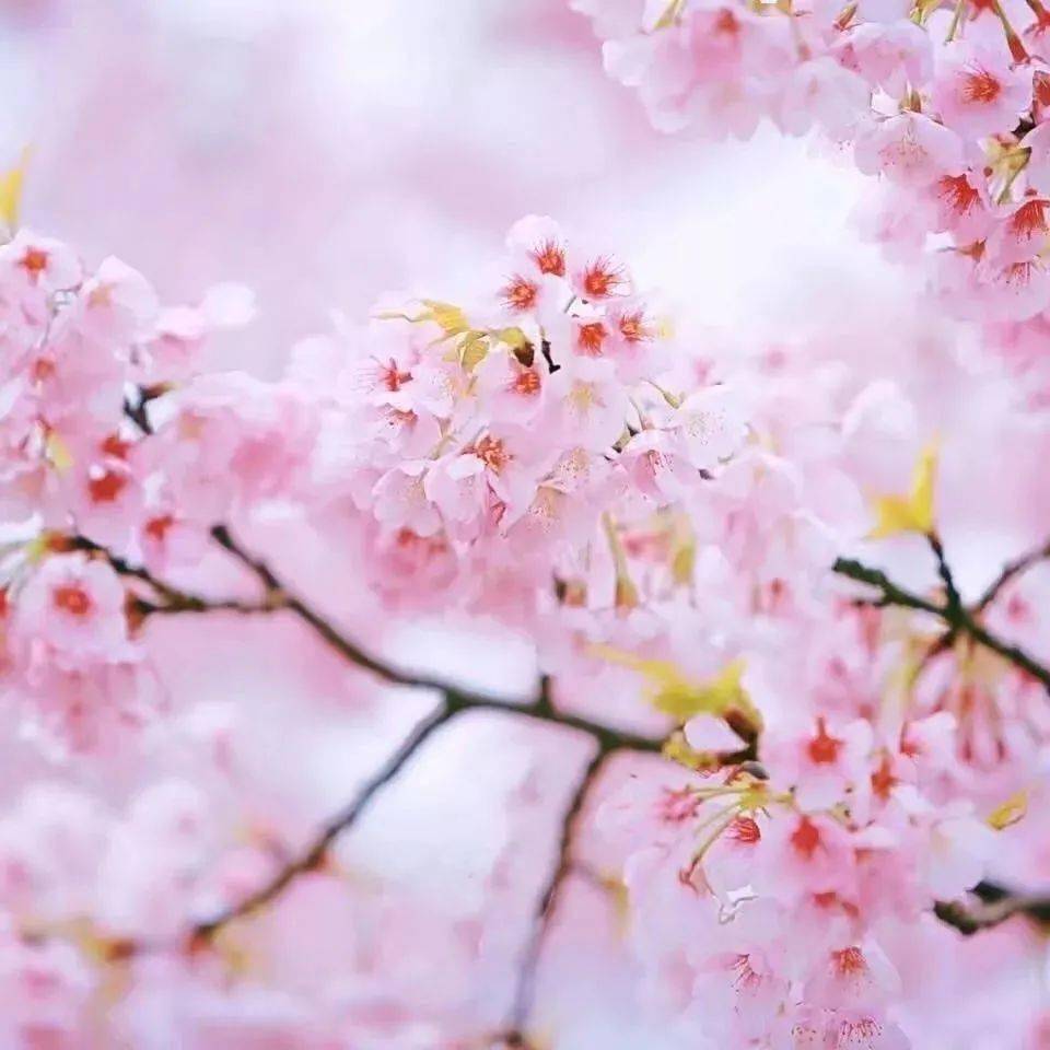 愿你的人生阳光明媚繁花似锦