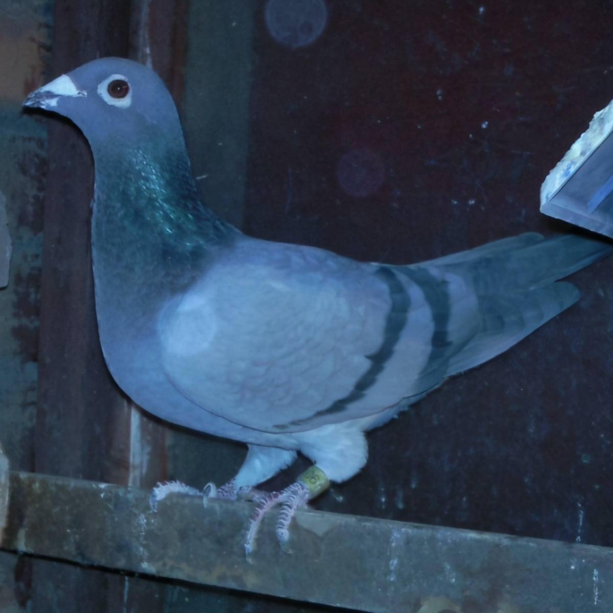 幼鸽多大的时候送去赛鸽公棚更加合适