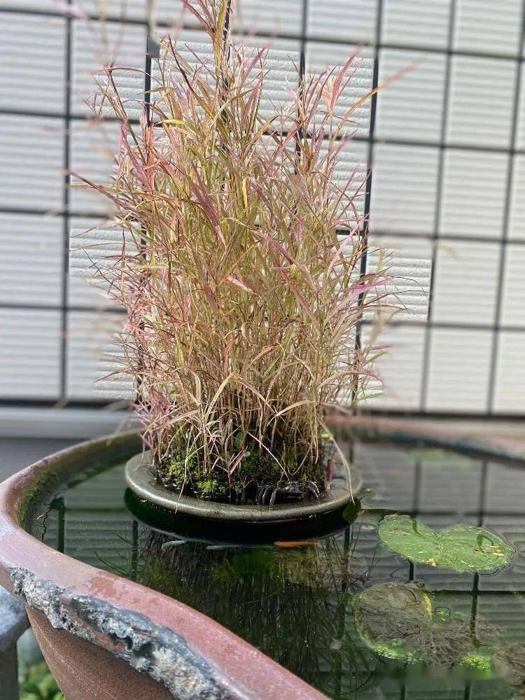 日本山野草盆景品种十和田アシ