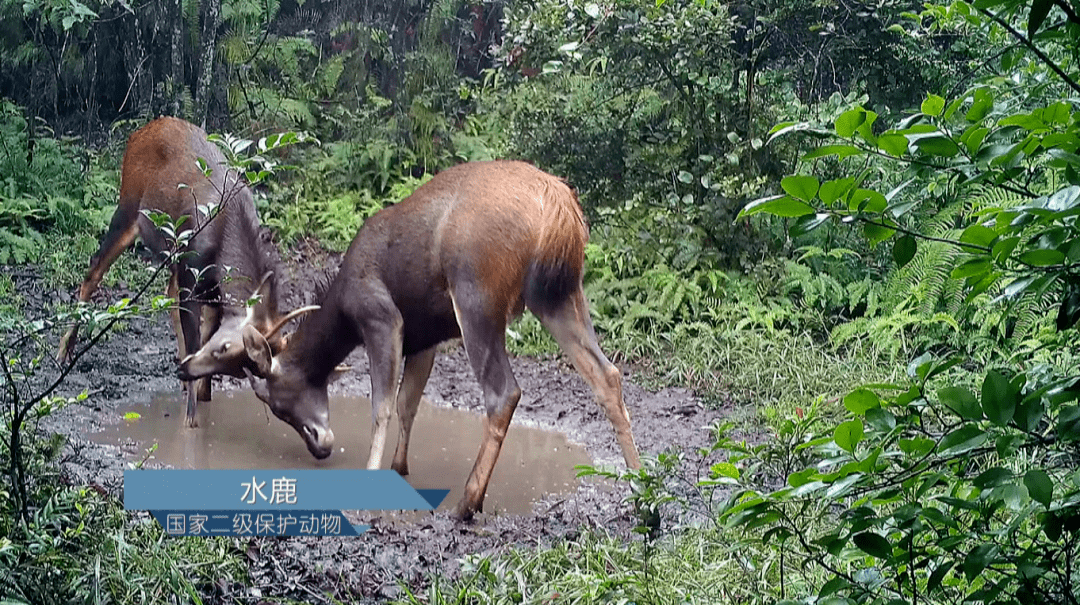两头水鹿较劲打闹的场景让人忍俊不止.
