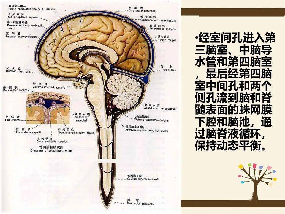 【ppt】腰大池引流的护理