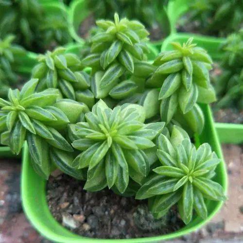 斧叶椒草叶形如同小斧头一般