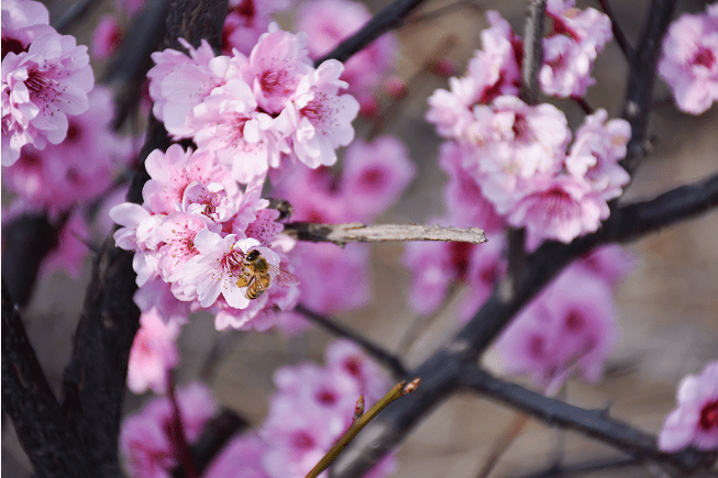 【头条】快来看桃花吧！嵩县高速路口玉皇山森林公园桃花开好了！