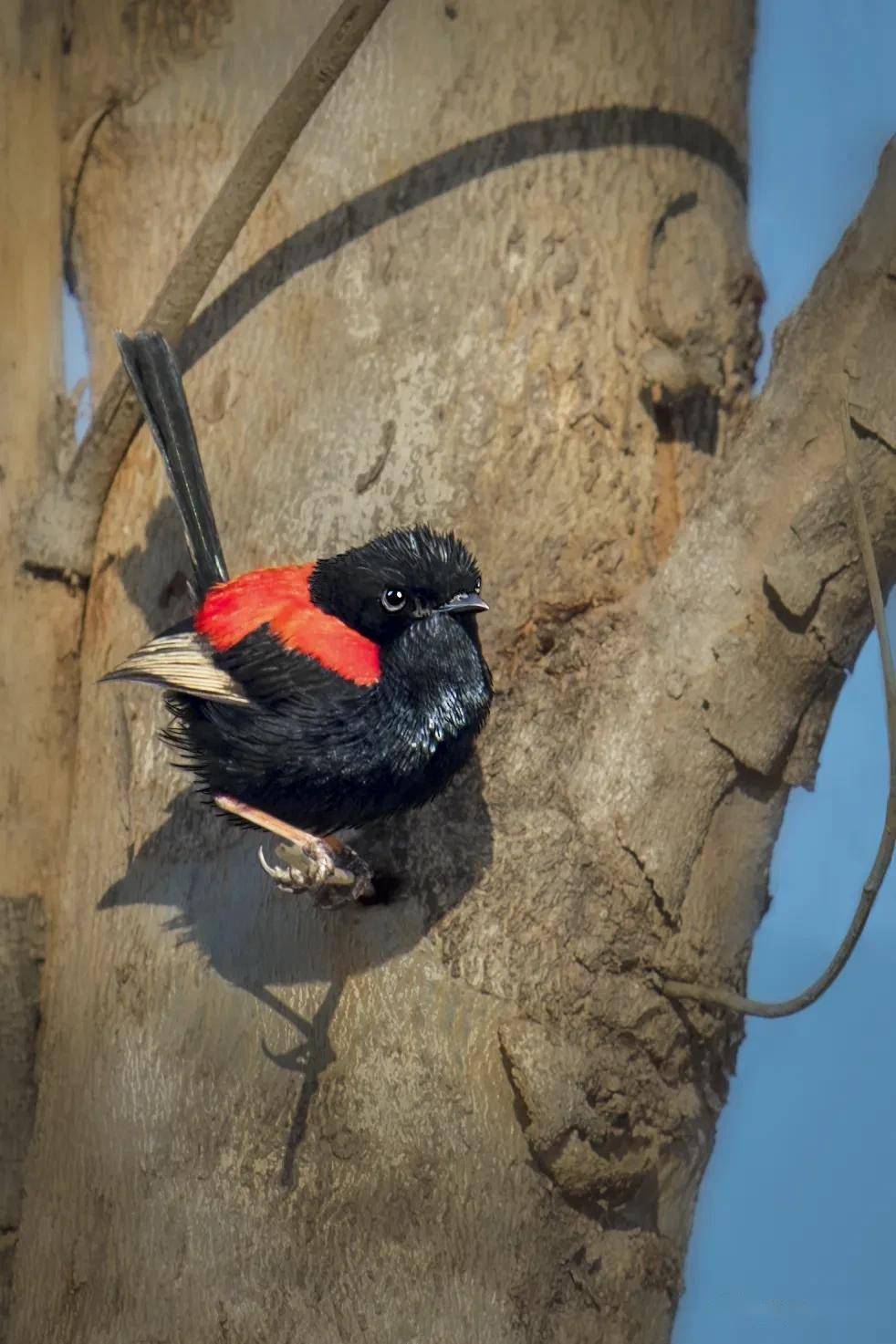 红背细尾鹩莺晓阳george摄影