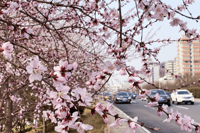 东二环的山桃花开了 二环路