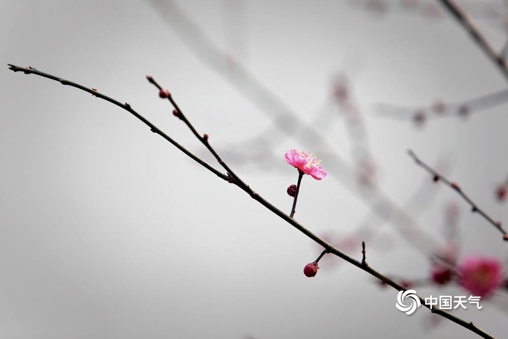 疏影横斜暗香浮动北京植物园梅花开