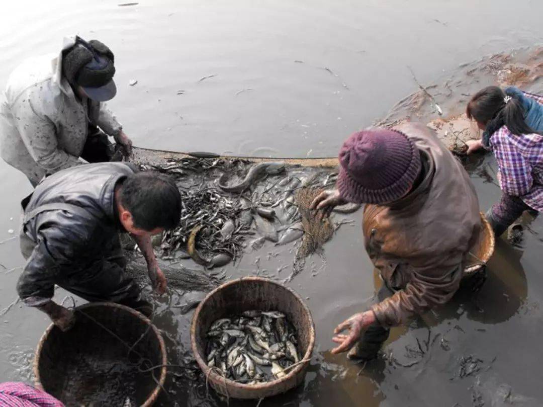 為什麼大多數農村地區,要選擇在冬季過年前乾塘捉魚