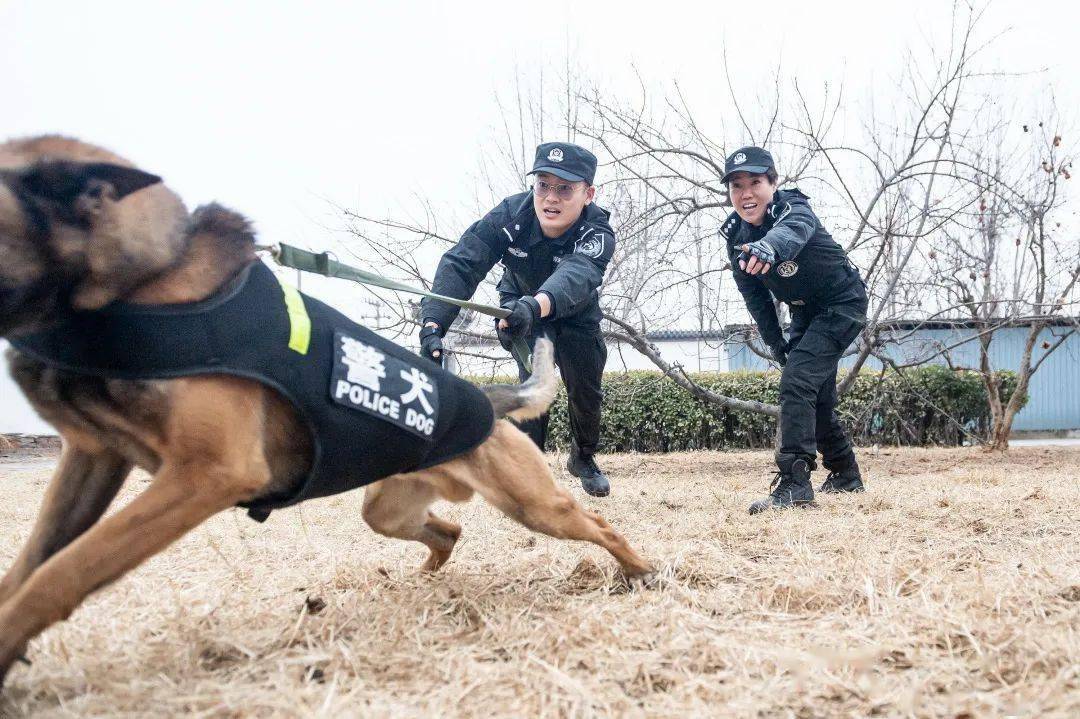 支隊警犬中隊成為了一名帶犬民警,他的師傅是警犬中隊的探長王繼楠