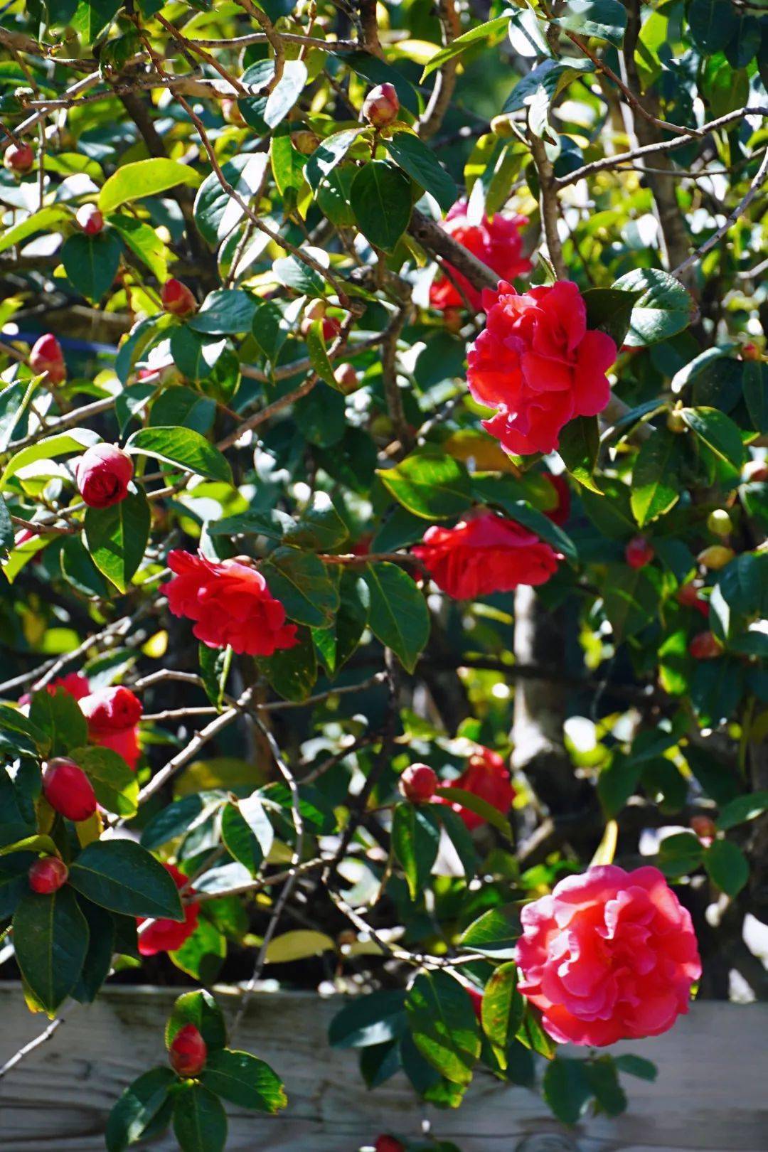 时节丽江玉峰寺万朵山茶绚丽绽放静候赏花人