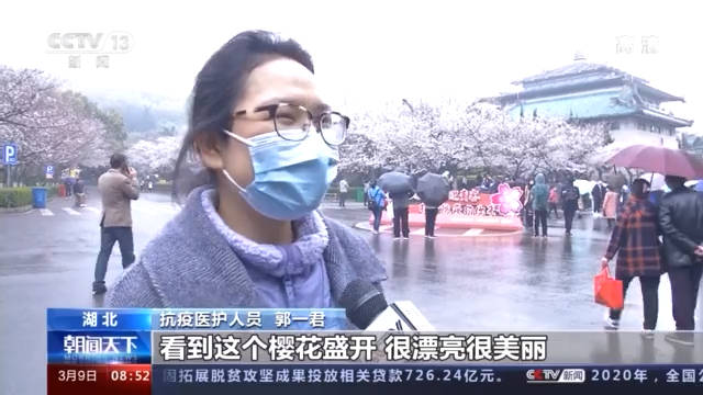 武汉大学樱花盛开 昨天起对公众开放
