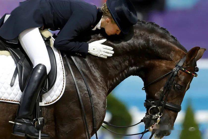 与马建立亲密关系的小技巧你一定想知道