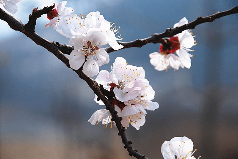 平邑卞桥的杏花开了，来赴一场春天的约会吧~