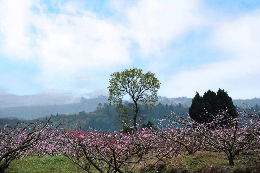 慢慢看桃花一朵一朵盛开