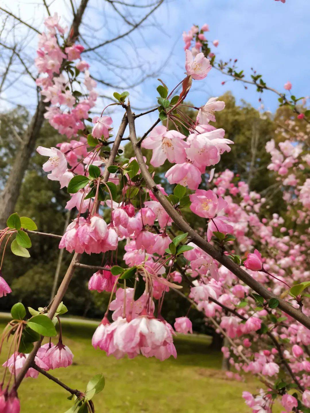 武汉大学呼吁文明赏樱：不折枝、不攀爬，不踩踏、不喧哗