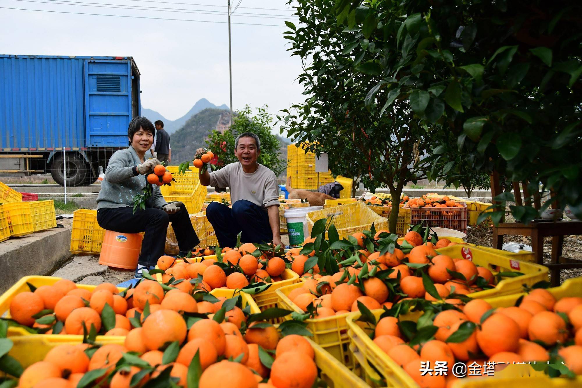 广东连南:牛年喜奏丰收乐