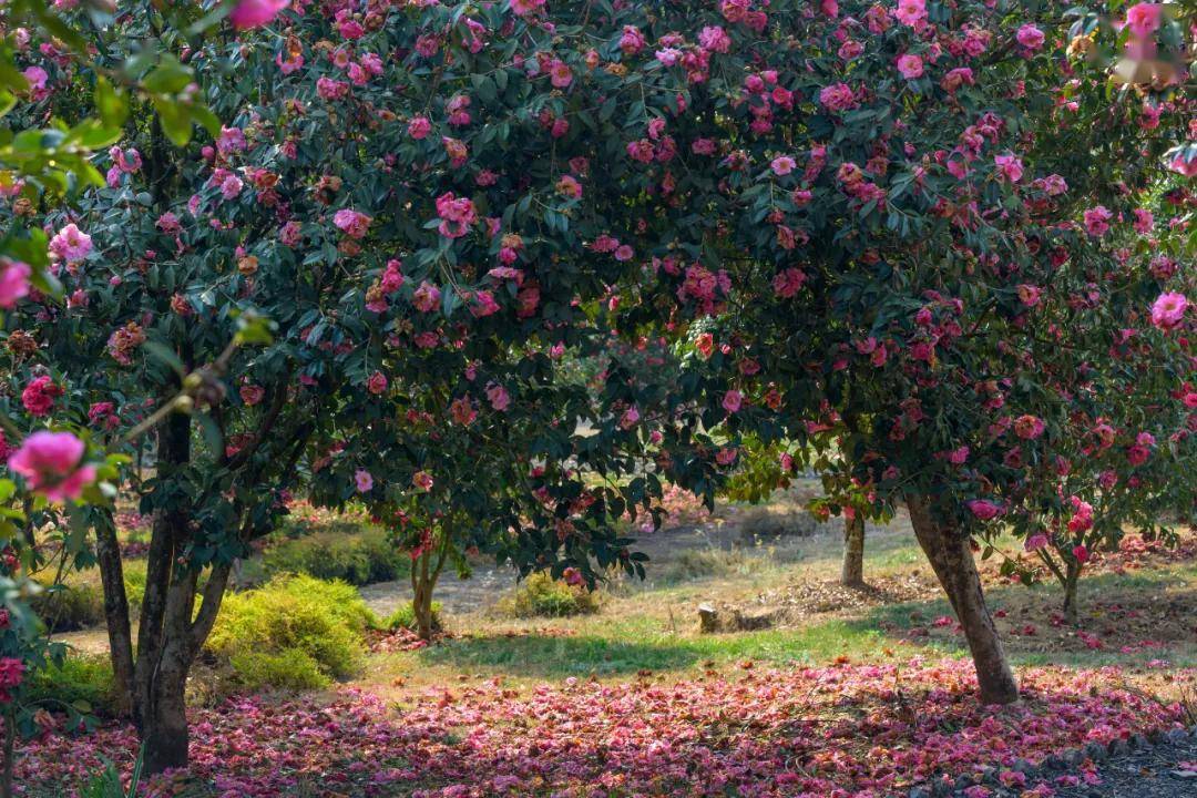 为什么说云南山茶花的原生地和发源地是腾冲看完你就明白了