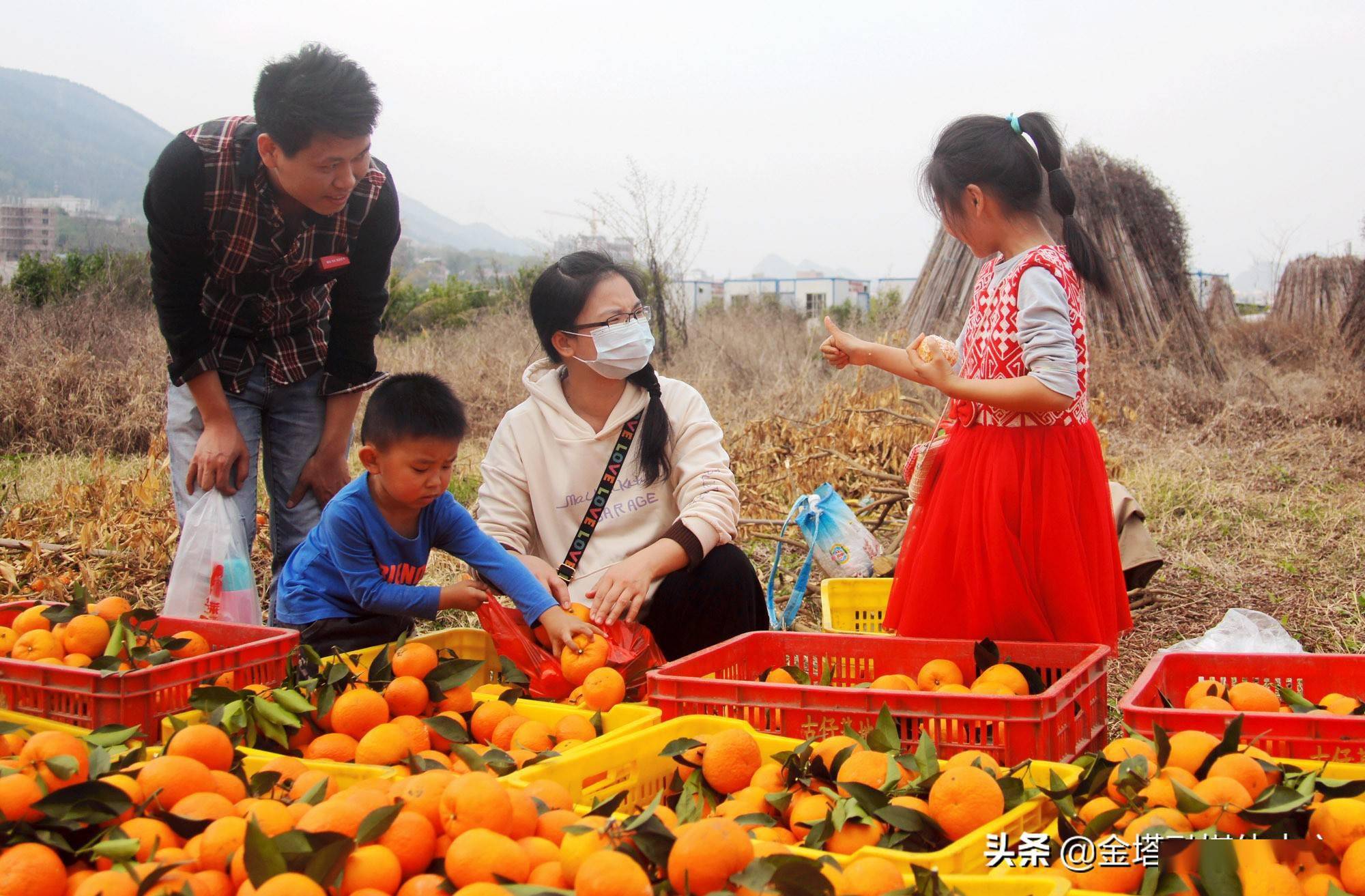 广东连南:牛年喜奏丰收乐