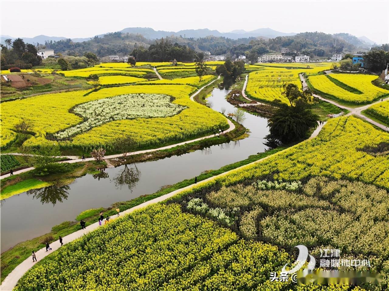 美美美江津黄庄5000亩油菜花开成海啦