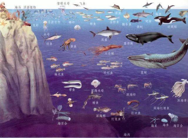 海底一万米生物分布图图片