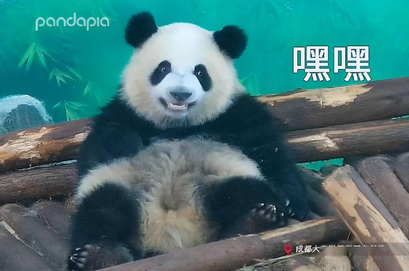 假笑熊猫图片