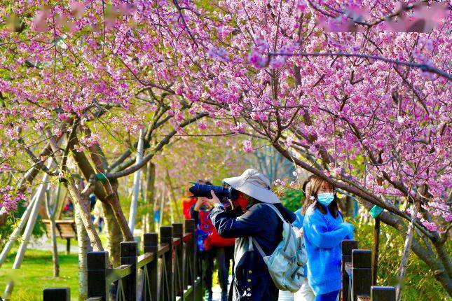 1400余亩“樱花海”等你来打卡，上海樱花节本周五在顾村公园盛大启幕