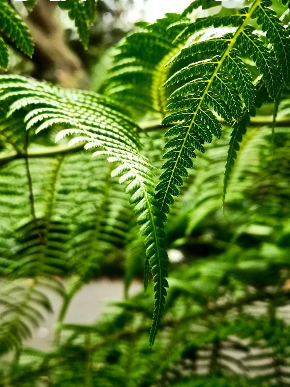 蕨对精彩的蕨类世界悉尼皇家植物园美拍