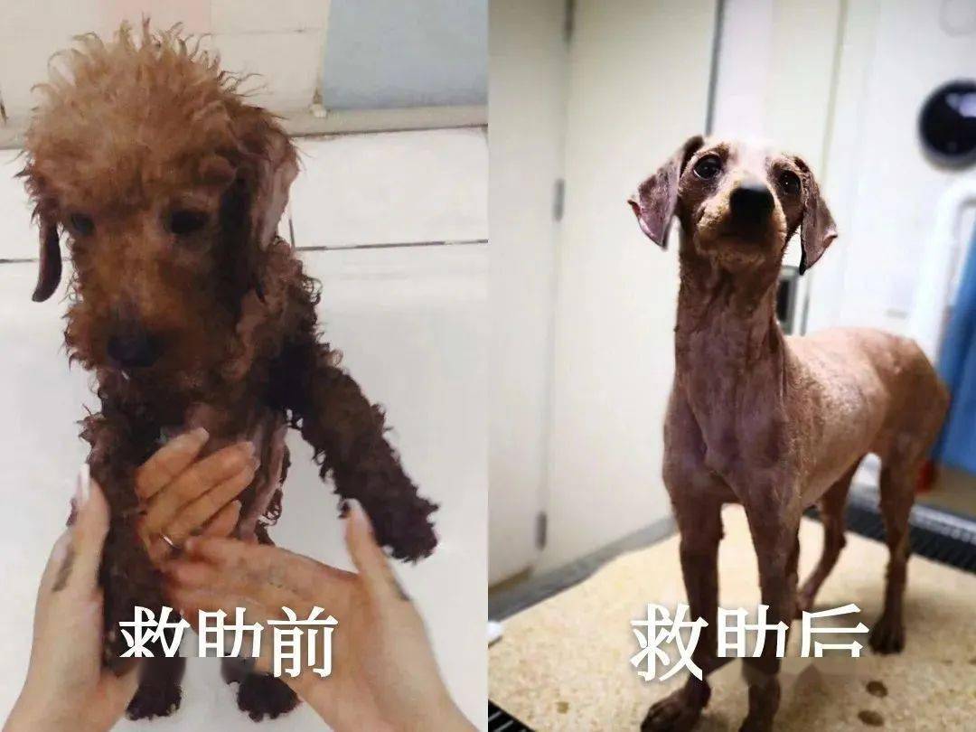 狗狗被救活了，這位主治醫師卻把飯碗丟了...... 萌趣萌寵 第3张