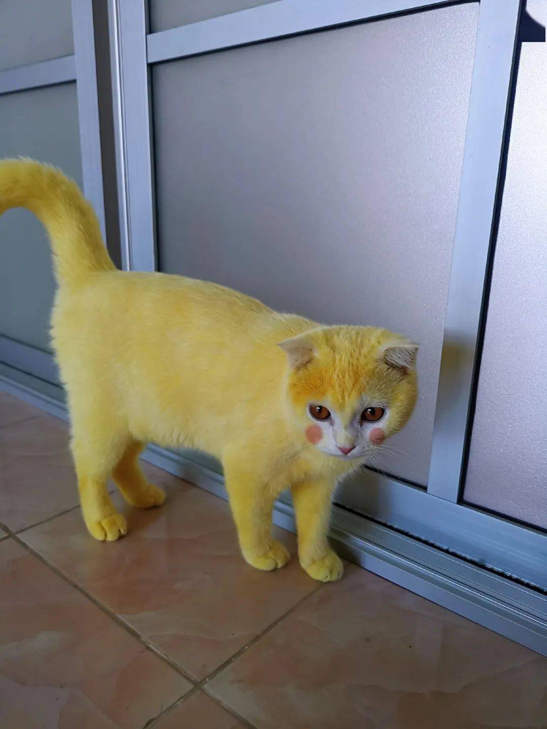 波斯猫变皮卡丘背后疑似隐藏虐猫案件?