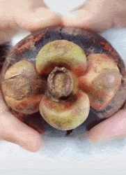 据说每吃一个山竹世界上就会少一个猫爪