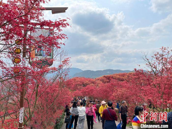 重庆巴南：满山红叶点亮乡村“美丽经济”