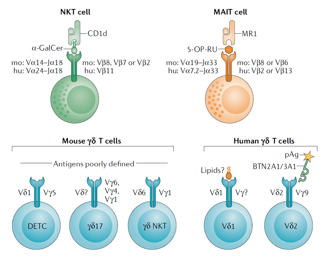 其中nkt,γδt和mait細胞屬於非典型t細胞家族,這些