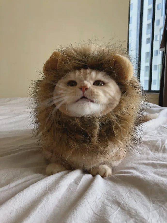 脸最大的狮子橘猫头像萌宠头像猫咪头像