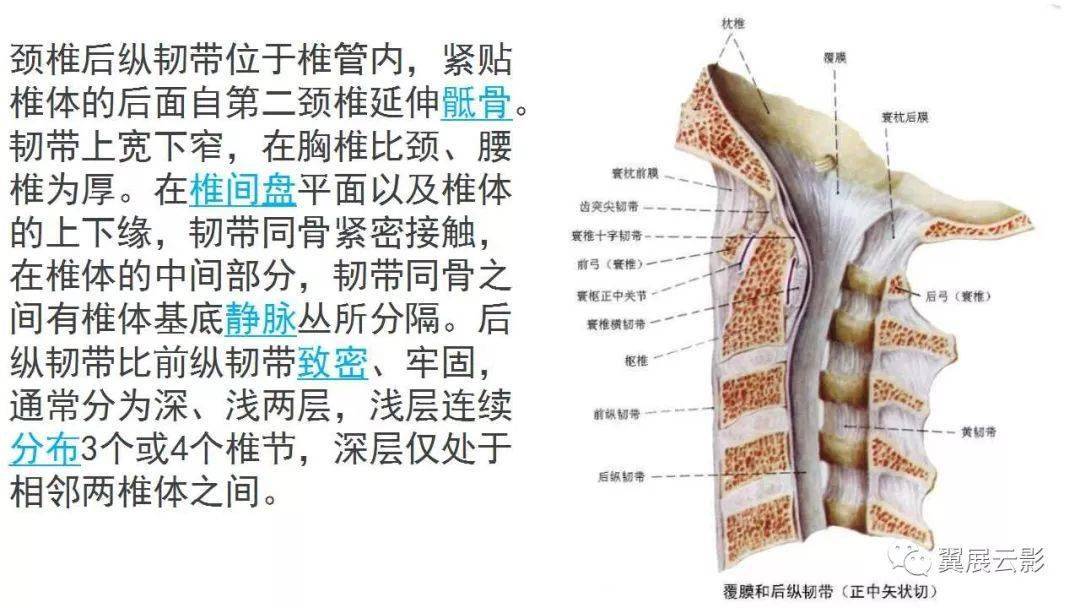 椎体韧带解剖图图片
