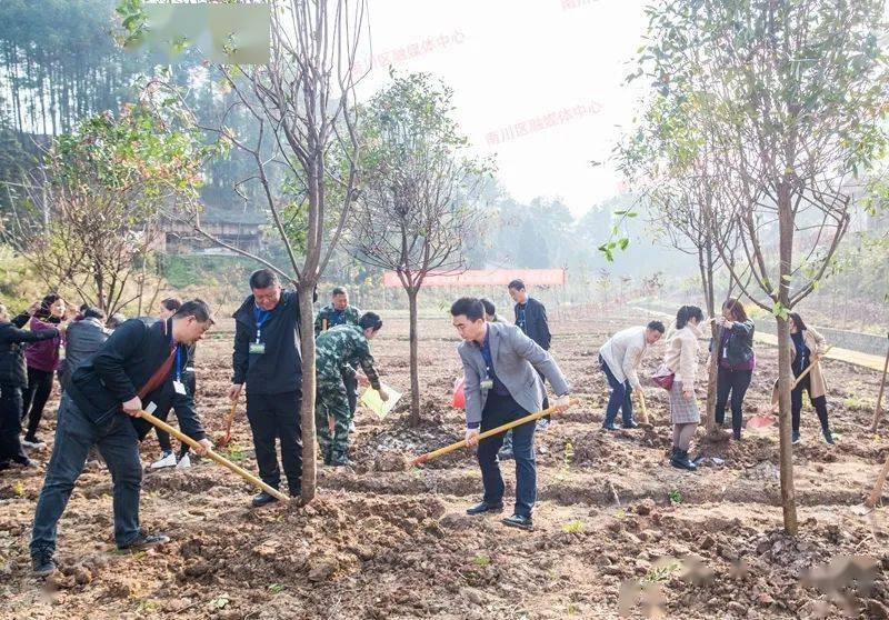 我区开展春季义务植树活动