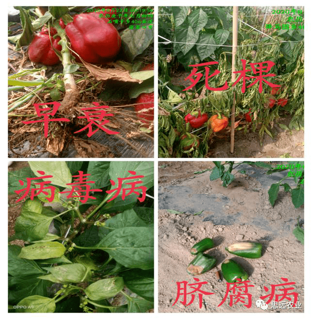 彩椒,如何合理搭配底肥?