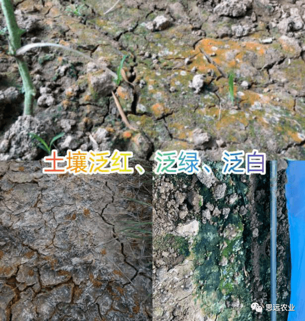 造成土壤恶化的主要原因:1,化学肥料严重超标,不重视有机肥.