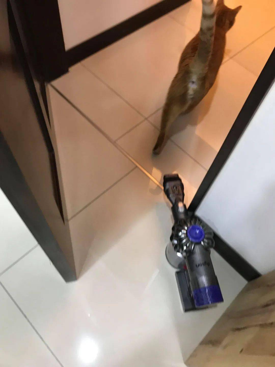 橘貓站門口許久不敢進房，麻麻好奇上前查看後笑瘋！網友：大橘除了胖，還厲害！ 萌趣萌寵 第10张