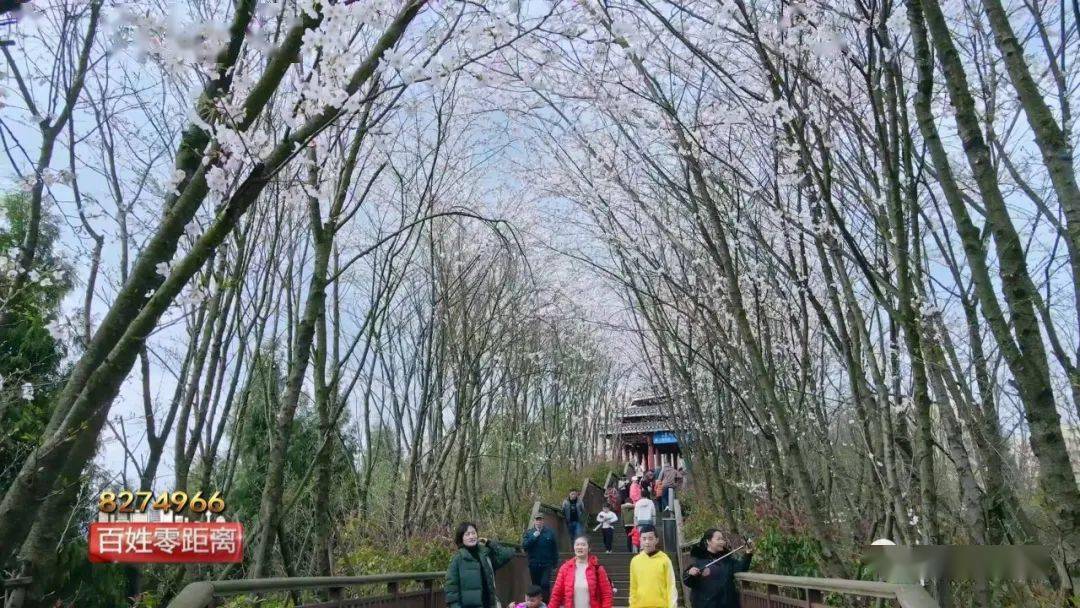 凯里白午公园樱花长廊再现观赏正当时