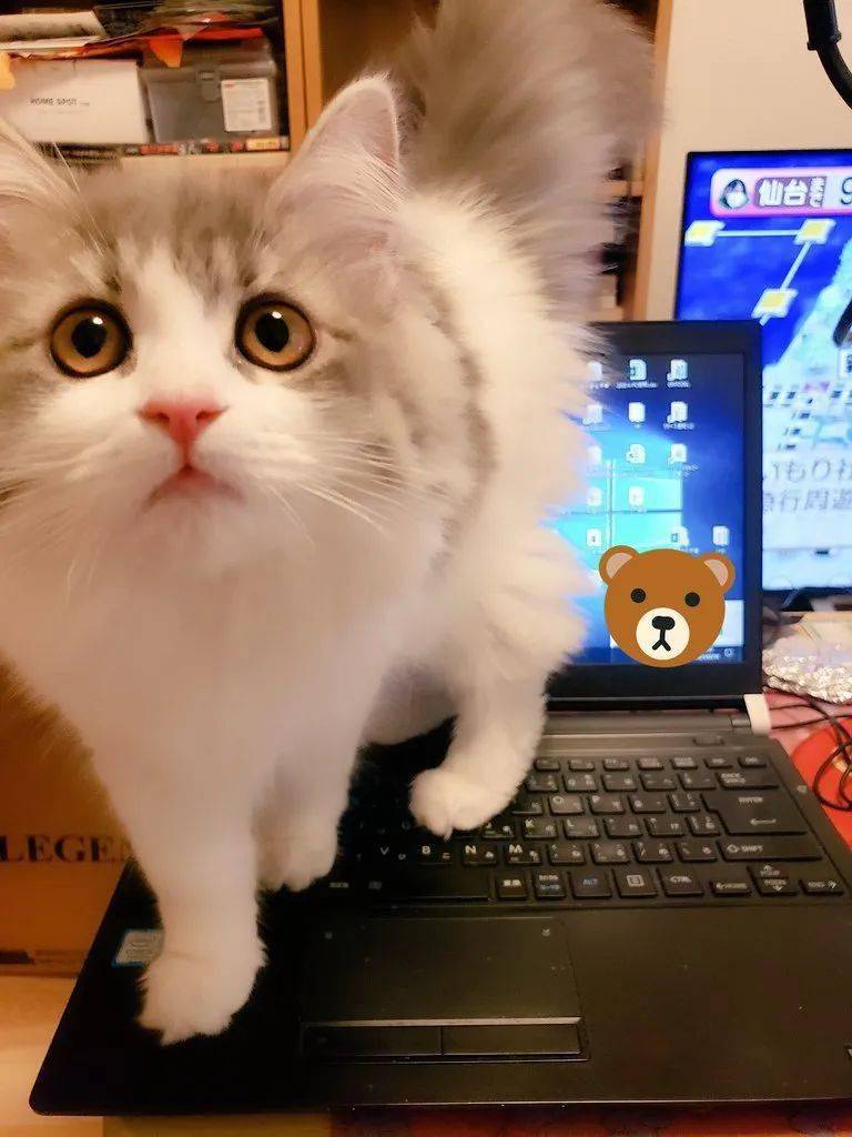 日本流浪猫咖推出“猫咪监工”服务，这就是打工人的天堂？