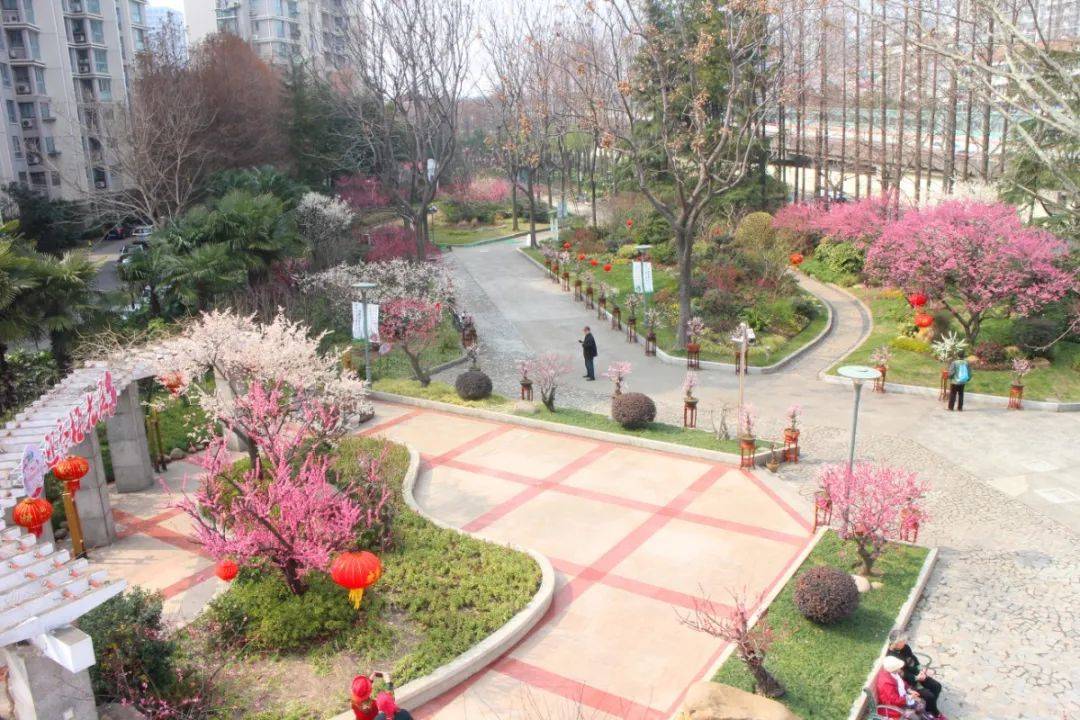 梅川公园已打造成一座梅花主题公园,公园东侧的悬铃木广场,抽稀了