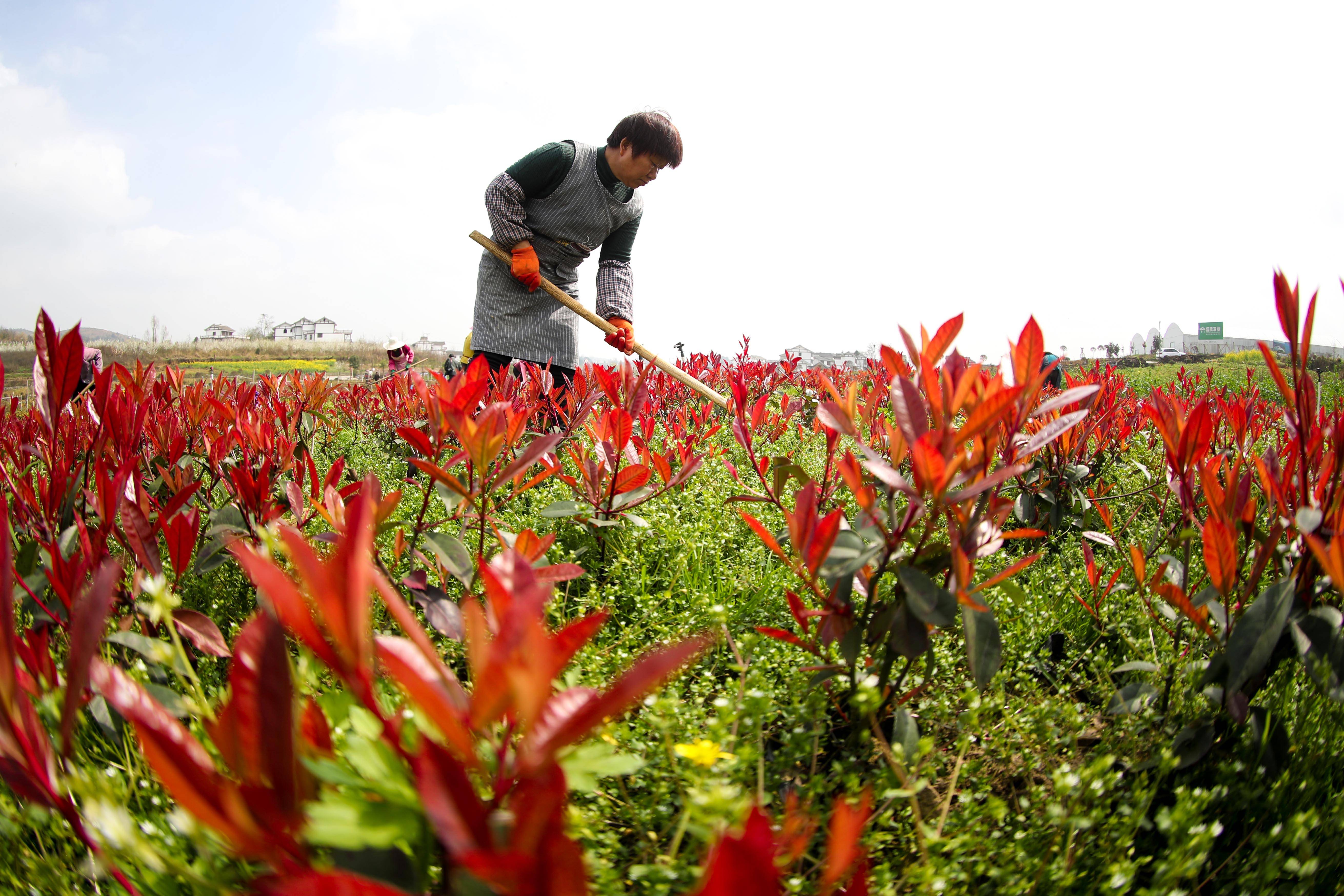 最近的花卉苗圃基地(最近的花卉苗圃基地在那里)