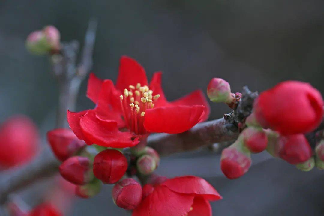 赏花时曲谱_桃花盛开时赏花赏美女(3)