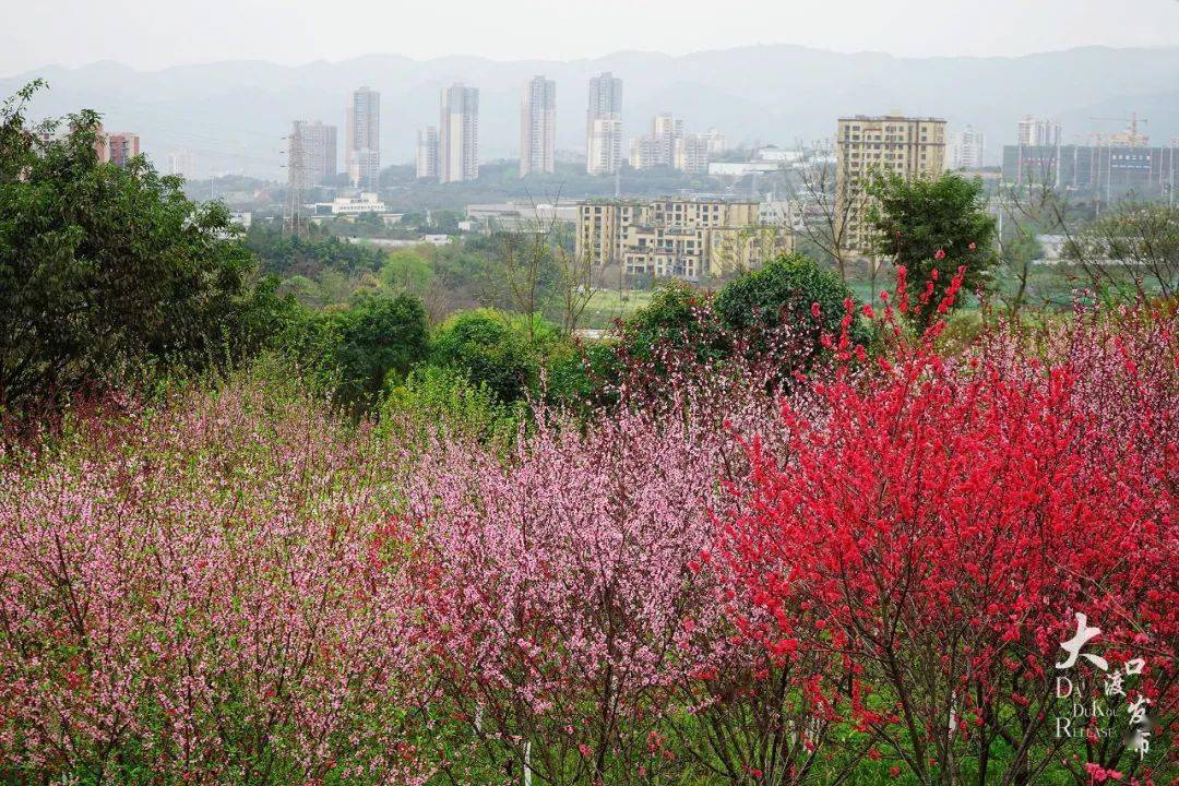 三月桃花开双山公园你去打卡了吗