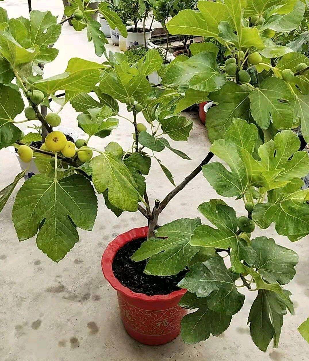 阳台如何养无花果?记住几点,当年就挂果了,果子又大又甜_盆栽